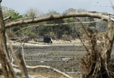 Proyecto arrasará con 46 hectáreas de manglares