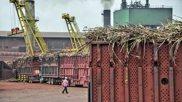 Producción de azúcar, al alza