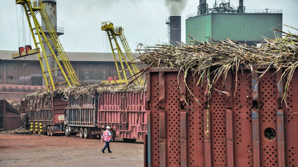 Producción de azúcar, al alza