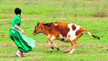 Según estudio, niños amish son inmunes al asma