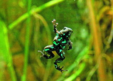 La recuperación de anfibios