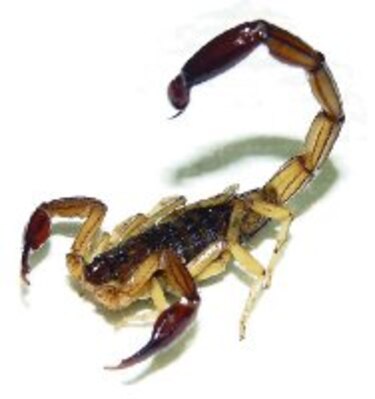 El manejo del escorpionismo