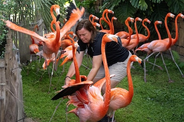 Los bellos flamencos del Zoológico de Miami pasan sus exámenes anuales de salud