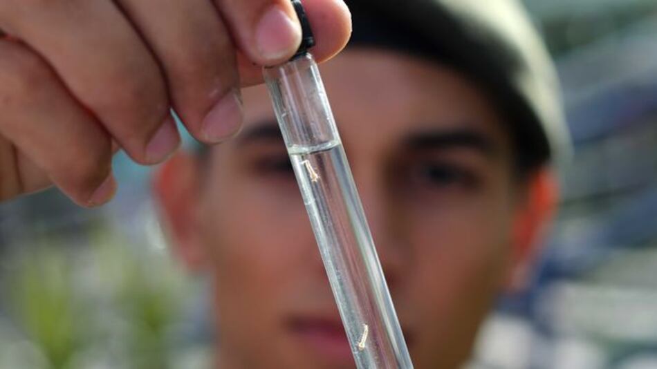 Hasta la fecha van 73 casos de zika en Panamá