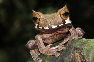 Un libro para proteger a los anfibios del Parque Nacional Darién