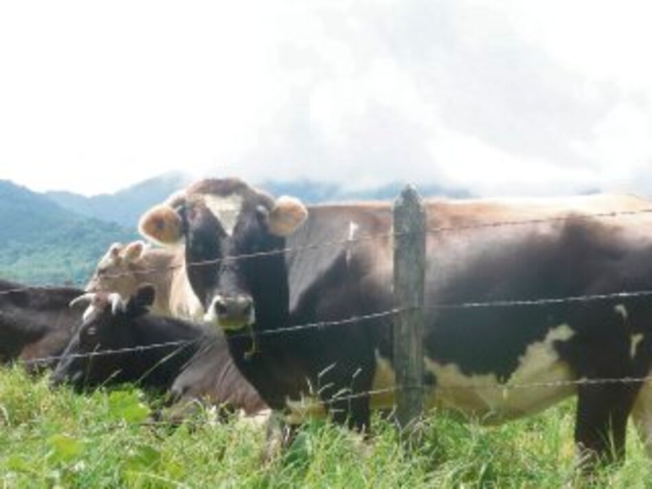 Suspenden compra de leche grado B