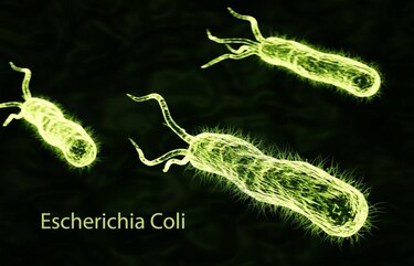 Las sorprendentes y variadas formas en las que la nociva bacteria E. coli ha contribuido al avance de la ciencia