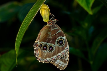 ¿Mariposas menos azules? El calor podría estar cambiando sus alas