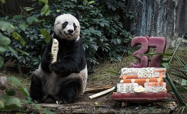 Muere en Hong Kong la  panda  gigante más vieja en cautiverio