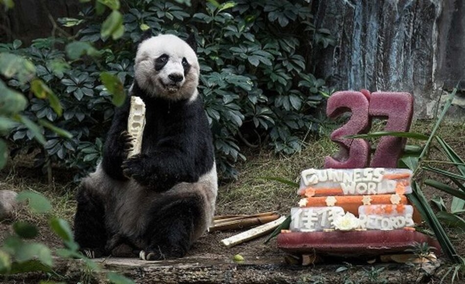 Muere en Hong Kong la panda gigante más vieja en cautiverio