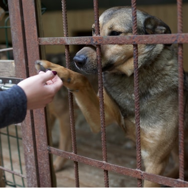 El maltrato animal como reflejo de un Estado ausente