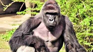 Labores difíciles en zoológicos