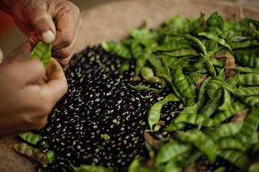 Guandú congelado mantiene su olor y sabor hasta por 75 días, confirma estudio del MIDA