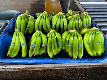 Chiquita reporta la primera cosecha de banano tras la reactivación en Bocas del Toro