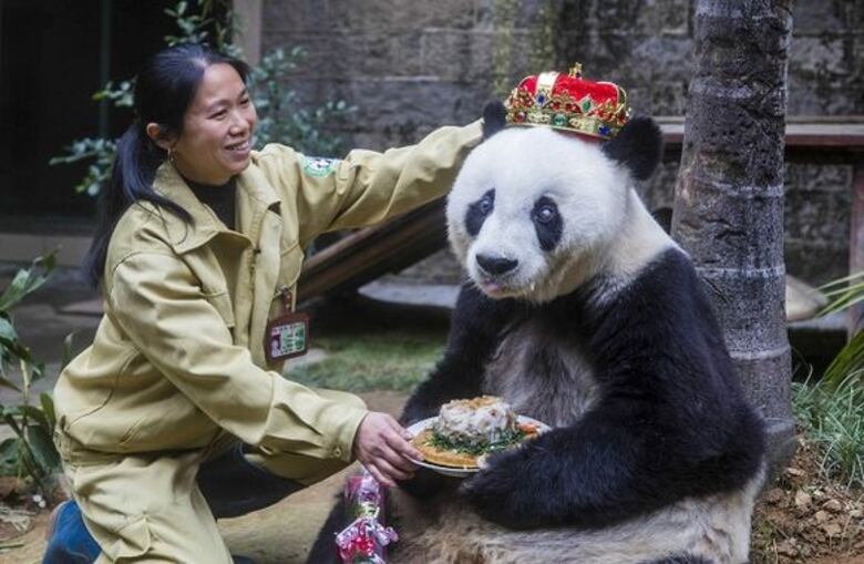 El panda más viejo del mundo muere en China a los 37 años