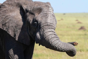 Evolución extrema: los animales que se transforman a gran velocidad para sobrevivir