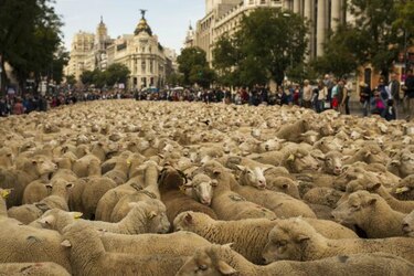 Curiosa protesta: Pastores llevan 2 mil ovejas al centro de Madrid