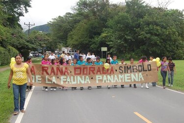 Organizan tributo a la rana dorada en El Valle de Antón