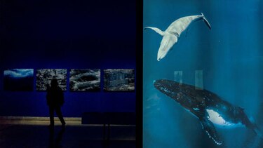 Las 'voces' de las ballenas de los mares chilenos llegan al corazón de Santiago