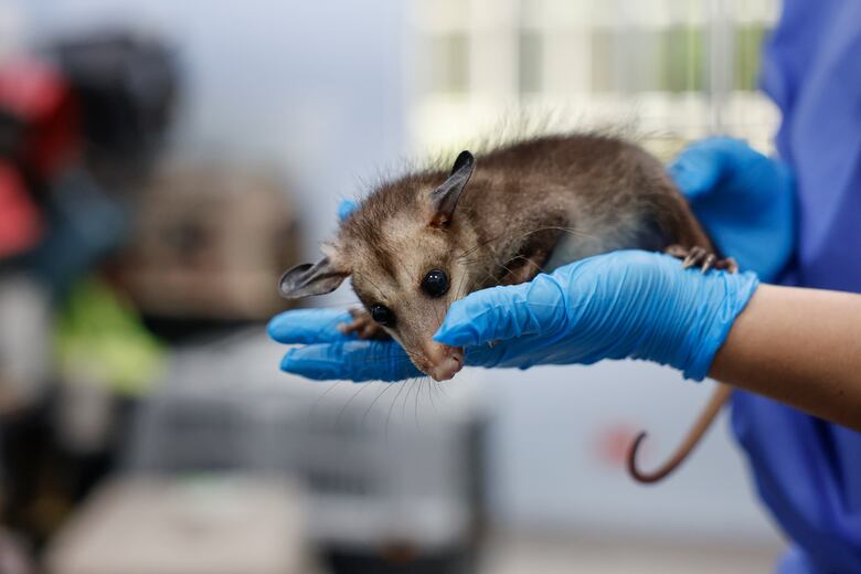 Una clínica da una nueva vida a animales salvajes víctimas del tráfico ilegal en Panamá