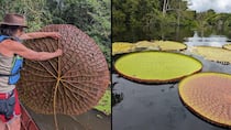 El fascinante descubrimiento de un nenúfar gigante en Sudamérica que se ve desde el espacio