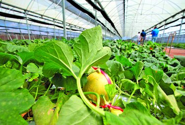 Buenas prácticas en el agro