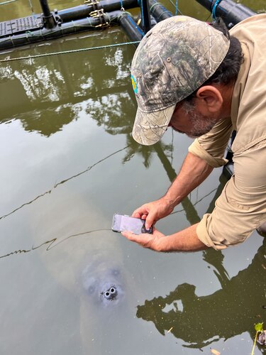 Investigadores consideran que corredor Panamá-Costa Rica protegería manatíes en extinción