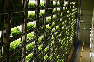 ‘Fábricas de verduras’ en las ciudades de Japón para reemplazar al campo