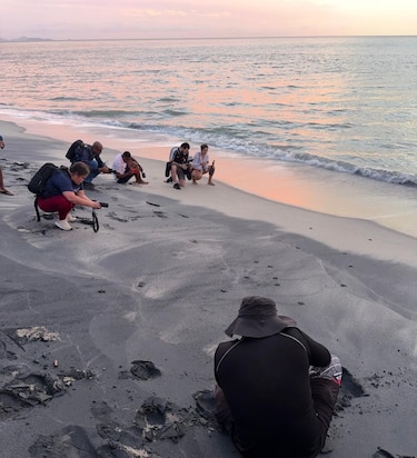 El camino de las tortugas: de los viveros de Punta Chame al océano