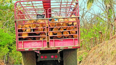 Industria maderera extrae sus frutos