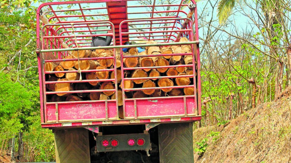 Industria maderera extrae sus frutos