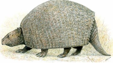Hallan nuevos fósiles de armadillo gigante en Bolivia