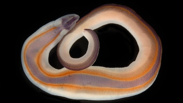 El tiburón fantasma, la esponja carnívora y otras especies marinas descubiertas en solo un año