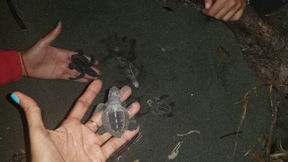 El avistamiento de tortugas, un atractivo turístico de Isla Cañas