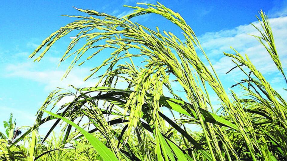 Importan arroz en plena cosecha local