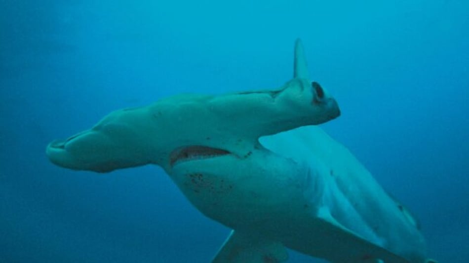 Hallan refugio de tiburones martillo en islas Galápagos