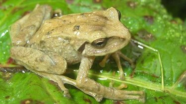 Descubren dos especies de ranas cuyo cuerpo parece cubierto de espinas