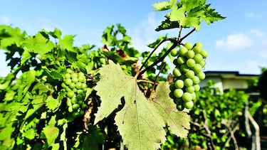 Pequeños viñedos en el interior del país