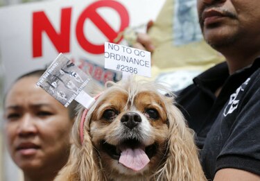 Convocan a vigilia por asesinato de ocho perros con flechas en Nicaragua