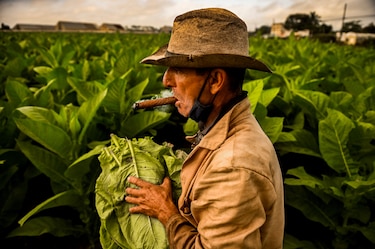 Escasez en Cuba golpea producción de habanos