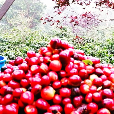 Panamá logra subastar 49 lotes de café especial, a un precio global de un millón 37 mil 838 dólares
