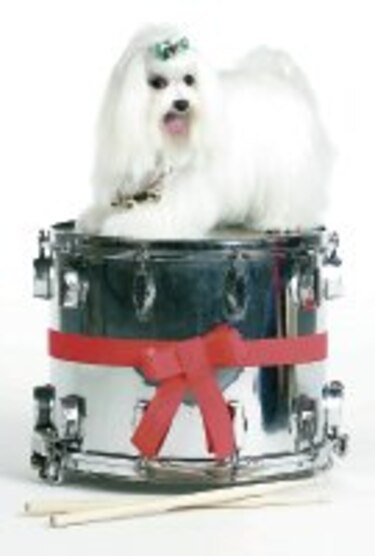 Mascotas: Los perros malteses