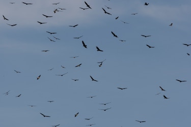 Migración de aves activa alerta por influenza aviar en Panamá