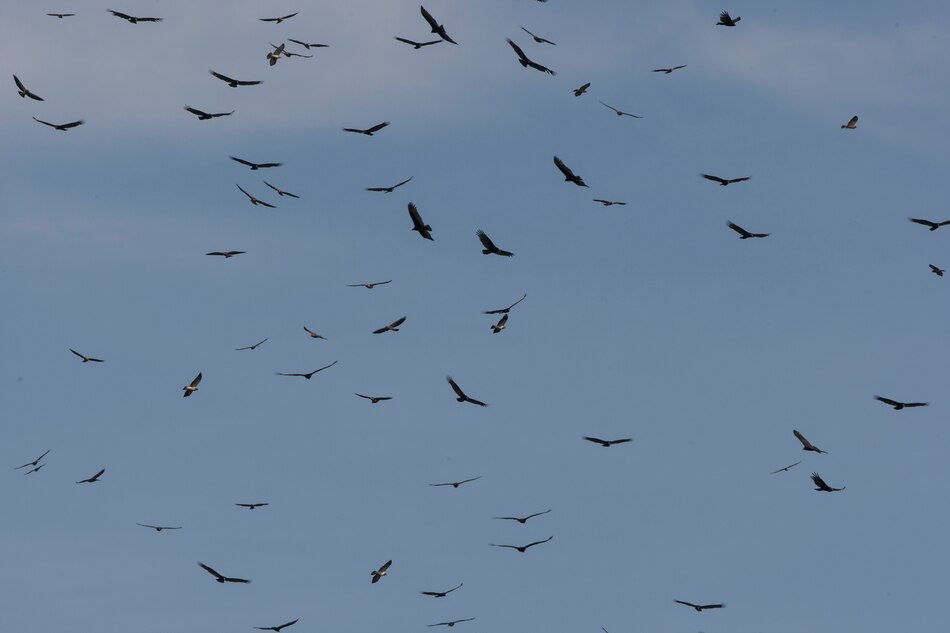 Migración de aves activa alerta por influenza aviar en Panamá