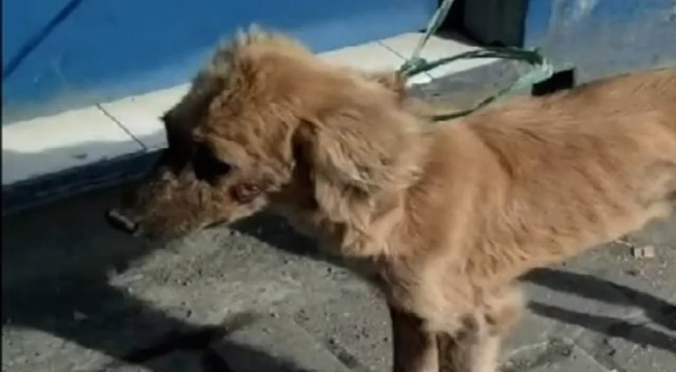 ‘Mili, La Españolita’, una perra polizonte que trabaja en Panamá tras cruzar el Atlántico