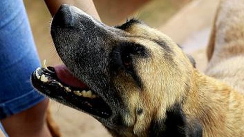 Caminarán en la cinta costera contra el maltrato animal