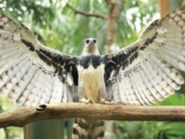 Nueva ‘extinción masiva’