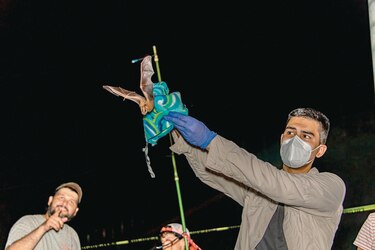 Noches de murciélagos y otras experiencias