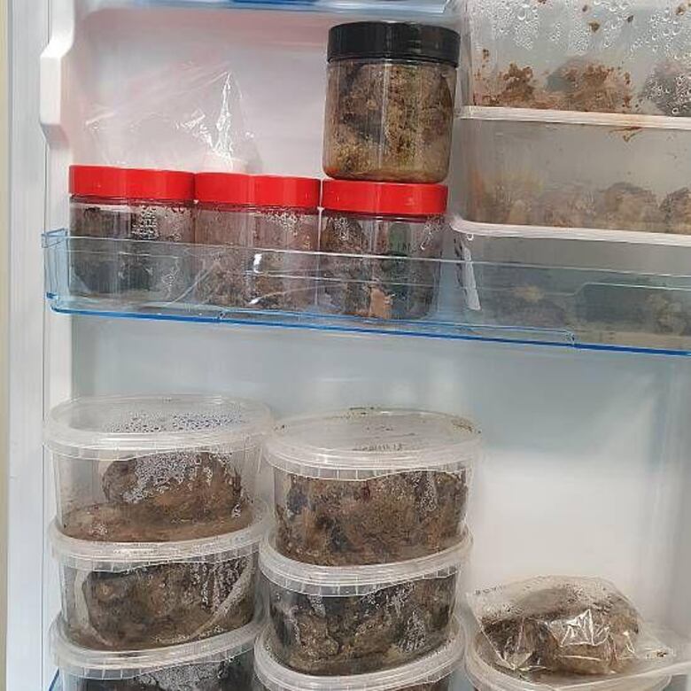 La científica que colecciona cerebros antiguos y busca descifrar por qué pueden perdurar hasta miles de años