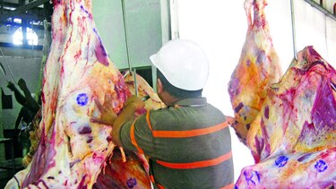 Matadero chorrerano podría ser cerrado